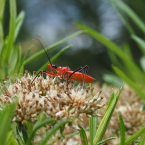 Gminatus australis at Griffith Woodland (GRW) - 14 Jan 2024