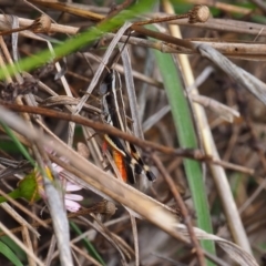 Macrotona australis at Undefined Area - 14 Jan 2024 12:47 PM