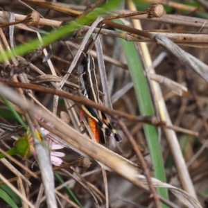 Macrotona australis at Undefined Area - 14 Jan 2024 12:47 PM