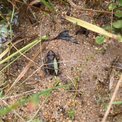 Uperoleia laevigata (Smooth Toadlet) at Sutton, NSW - 14 Jan 2024 by Simone