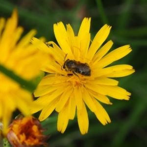 Lasioglossum (Chilalictus) sp. (genus & subgenus) at Griffith Woodland (GRW) - 14 Jan 2024 12:52 PM