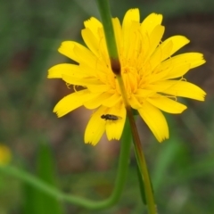 Diptera (order) (Fly - Unidentified) at Griffith Woodland - 14 Jan 2024 by JodieR