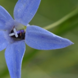 Apiformes (informal group) at Griffith Woodland (GRW) - 14 Jan 2024