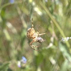 Araneinae (subfamily) (Orb weaver) at Lyons, ACT - 11 Dec 2021 by ran452