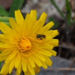 Lasioglossum (Homalictus) sp. (genus & subgenus) (Furrow Bee) at Griffith Woodland - 14 Jan 2024 by JodieR