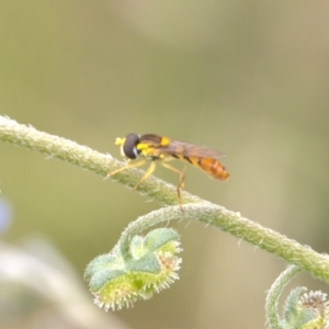 Sphaerophoria macrogaster at Lyons, ACT - 12 Dec 2021