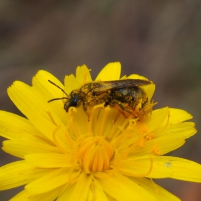 Apiformes (informal group) (Unidentified bee) at Griffith Woodland (GRW) - 14 Jan 2024 by JodieR