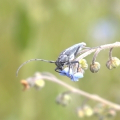 Phytoecia caerulescens (Paterson's curse stem beetle) at Lyons, ACT - 12 Dec 2021 by ran452
