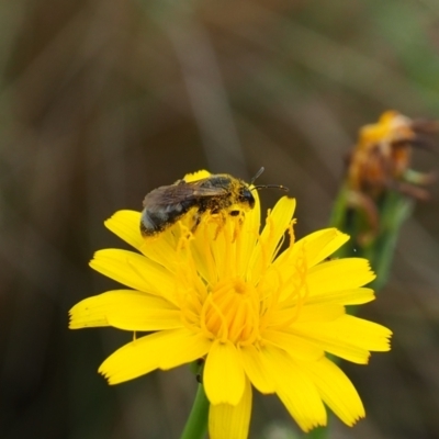 Lasioglossum (Chilalictus) sp. (genus & subgenus) (Halictid bee) at Griffith Woodland - 14 Jan 2024 by JodieR