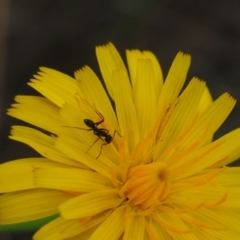 Iridomyrmex sp. (genus) (Ant) at Griffith Woodland - 14 Jan 2024 by JodieR