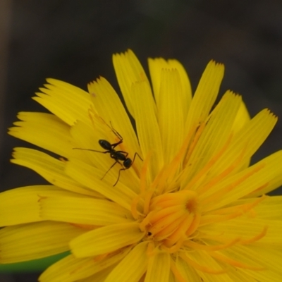 Iridomyrmex sp. (genus) (Ant) at Griffith Woodland - 14 Jan 2024 by JodieR