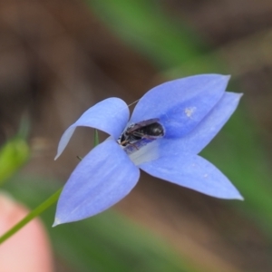 Apiformes (informal group) at Griffith Woodland (GRW) - 14 Jan 2024