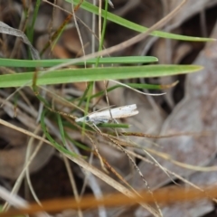 Culladia cuneiferellus (Crambinae moth) at Griffith, ACT - 14 Jan 2024 by JodieR