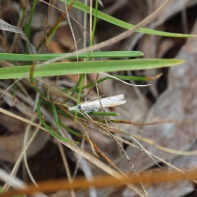 Culladia cuneiferellus (Crambinae moth) at Griffith Woodland - 14 Jan 2024 by JodieR