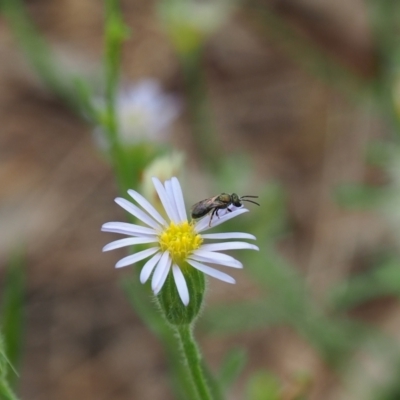Apiformes (informal group) (Unidentified bee) at Griffith, ACT - 14 Jan 2024 by JodieR