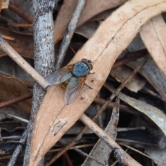 Calliphora stygia (Brown blowfly or Brown bomber) at Griffith Woodland - 14 Jan 2024 by JodieR