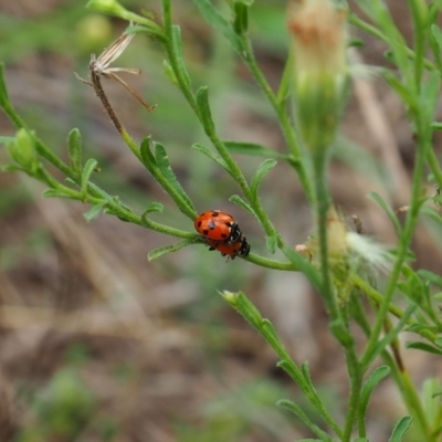 Hippodamia variegata (Spotted Amber Ladybird) at Griffith Woodland (GRW) - 14 Jan 2024 by JodieR