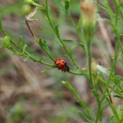 Hippodamia variegata (Spotted Amber Ladybird) at Griffith, ACT - 14 Jan 2024 by JodieR