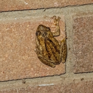 Litoria peronii at Hawker, ACT - 13 Jan 2024