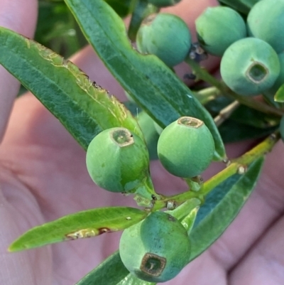 Santalum obtusifolium (Coastal Sandalwood) at Meroo National Park - 8 Dec 2023 by Tapirlord