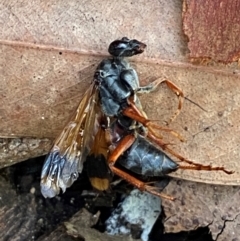 Unverified Wasp (Hymenoptera, Apocrita) at Meroo National Park - 8 Dec 2023 by Tapirlord