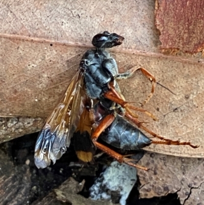 Unverified Wasp (Hymenoptera, Apocrita) at Meroo National Park - 8 Dec 2023 by Tapirlord
