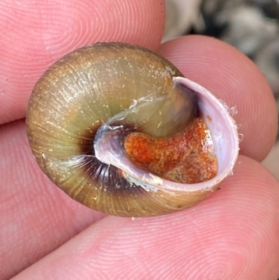 Sauroconcha jervisensis (Jervis Bay Forest Snail) at Meroo National Park - 8 Dec 2023 by Tapirlord