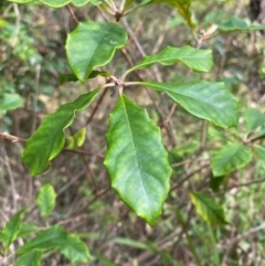 Pittosporum revolutum (Large-fruited Pittosporum) at Meroo National Park - 8 Dec 2023 by Tapirlord