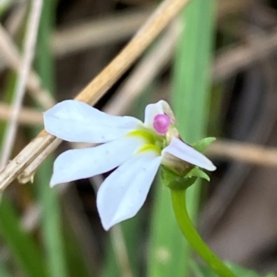 Lobelia purpurascens (White Root) at Meroo National Park - 8 Dec 2023 by Tapirlord