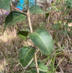 Notelaea longifolia (Long-Leaved Mock Olive) at Meroo National Park - 8 Dec 2023 by Tapirlord