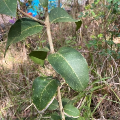 Notelaea longifolia (Long-Leaved Mock Olive) at Meroo National Park - 8 Dec 2023 by Tapirlord