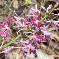 Dipodium variegatum (Blotched Hyacinth Orchid) at Meroo National Park - 8 Dec 2023 by Tapirlord