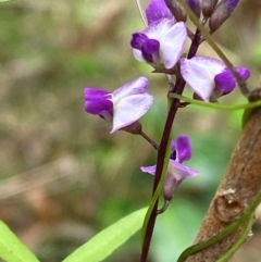Glycine microphylla (Small-leaf Glycine) at Meroo National Park - 8 Dec 2023 by Tapirlord