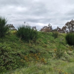 Cytisus scoparius subsp. scoparius at Greenway, ACT - 15 Jan 2024