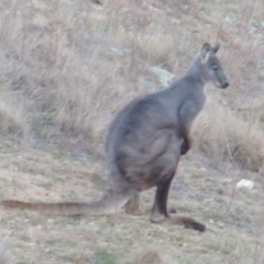 Osphranter robustus (Wallaroo) at Chisholm, ACT - 14 Jan 2024 by michaelb