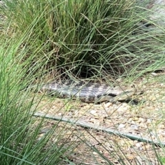 Tiliqua scincoides scincoides (Eastern Blue-tongue) at QPRC LGA - 14 Jan 2024 by Wandiyali