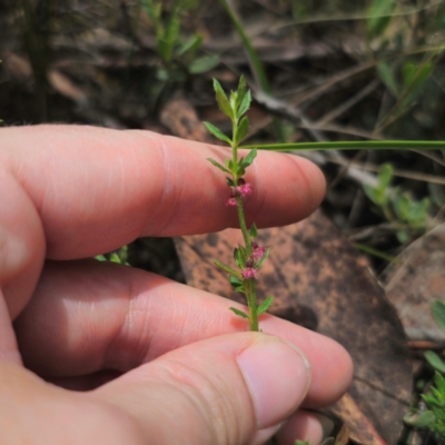 Gonocarpus tetragynus (Common Raspwort) at QPRC LGA - 15 Jan 2024 by Csteele4