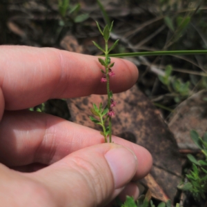 Gonocarpus tetragynus at QPRC LGA - 15 Jan 2024