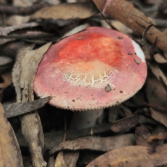 Russula sp. (Russula) at Captains Flat, NSW - 15 Jan 2024 by Csteele4