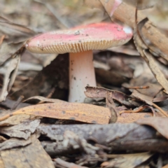 Russula sp. at QPRC LGA - 15 Jan 2024