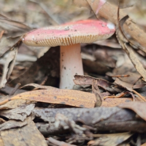 Russula sp. (genus) at QPRC LGA - 15 Jan 2024 12:27 PM