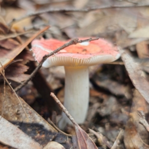 Russula sp. (genus) at QPRC LGA - 15 Jan 2024 12:27 PM