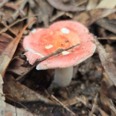 Russula sp. at QPRC LGA - 15 Jan 2024