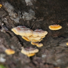 Stereum hirsutum (Hairy Curtain Crust) at Captains Flat, NSW - 15 Jan 2024 by Csteele4