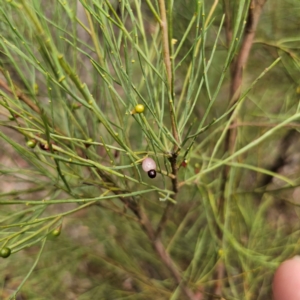 Exocarpos strictus at QPRC LGA - 15 Jan 2024