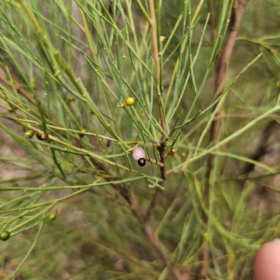 Exocarpos strictus (Dwarf Cherry) at QPRC LGA - 15 Jan 2024 by Csteele4