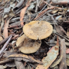 Unidentified Cap on a stem; gills below cap [mushrooms or mushroom-like] at Captains Flat, NSW - 15 Jan 2024 by Csteele4