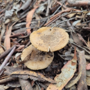 Amanita sp. at QPRC LGA - 15 Jan 2024