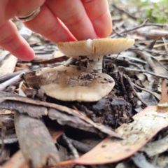 Amanita sp. at QPRC LGA - 15 Jan 2024