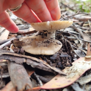 Amanita sp. at QPRC LGA - 15 Jan 2024